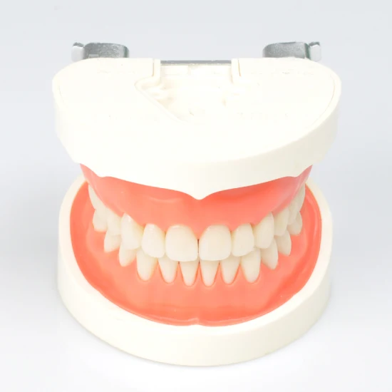 Hochstabiler Desktop-3D-Scanner für Abdruckartikulatoren von Dental Laboratories